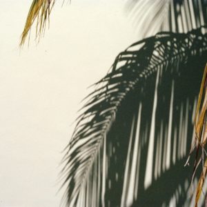 Minimal Palms